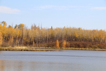 autumn in the forest, Elk island National Park, Alberta