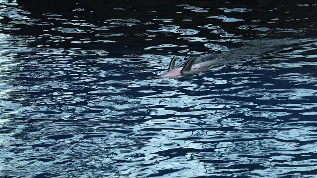 This video shows a playful dolphin swimming upside down and then diving back into the ocean.