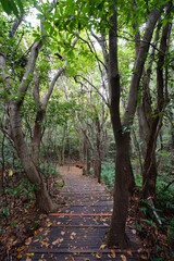 a refreshing autumn forest with a footpath