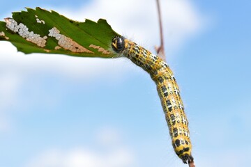 caterpillar on a leaf