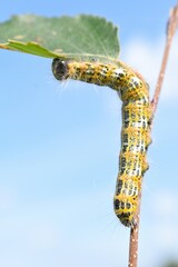caterpillar on a branch