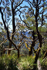 Twisted trees with moss