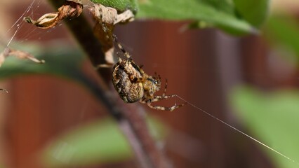 spider on a leaf