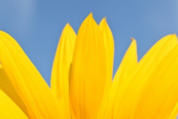 yellow flower on blue sky