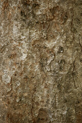 Wooden Bark in the garden , Close up Texture