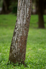 Wooden Bark in the garden , Close up Texture