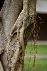 Wooden Bark in the garden , Close up Texture