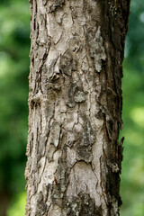 Obraz premium Wooden Bark in the garden , Close up Texture