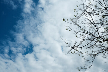 Nature and earth pollution. Trees covered with plastic bags over blue sky