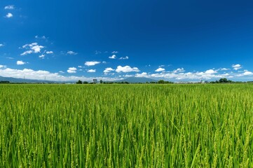 【青森県津軽平野】津軽富士岩木山を眺めながら津軽平野を走る田んぼ鉄道（弘南鉄道）