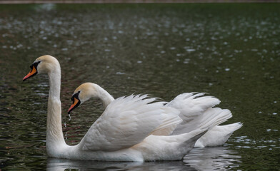 Two graceful white swans swim in the dark water.