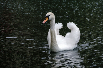 A graceful white swan swimming on a lake with dark water. The white swan is reflected in the water