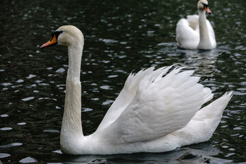 A graceful white swan swimming on a lake with dark water. The white swan is reflected in the water