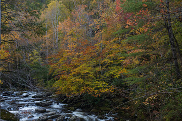 Cascading mountain stream in the fall Great Smoky Mountains National Park