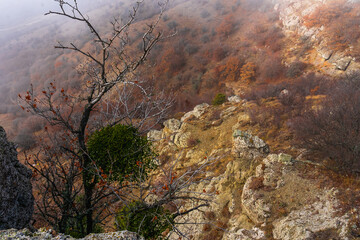 Yellow and orange pastel mountains in fog in late autumn. Trees with fallen leaves