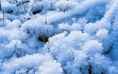 Crystallization of ice on the grass in winter in an early frosty morning at the beginning of winter