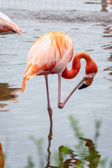 The American flamingo Phoenicopterus ruber standing in water on lake shore