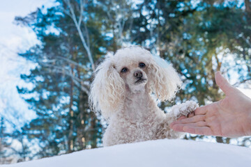 White poodle walking in the snow in winter looking at the owner gives him a paw