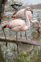 The greater flamingo, Phoenicopterus roseus, standing in water on lake shore.