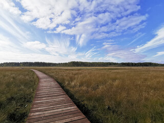 A section of brown plank flooring over a swamp with yellowed grass, stretching into the distance, to the forest, against the background of a beautiful sky with clouds.