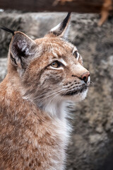 Obraz premium Portrait of The Eurasian lynx close-up, lat. Lynx lynx