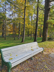 A bench in an autumn park, strewn with fallen leaves, without people, under the trees