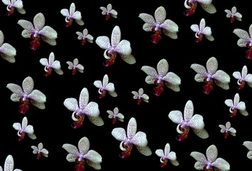 Background, banner and wallpaper for design. White orchid on a black background. 3d. Pattern