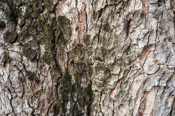 Rough and dry. Tree trunk. Tree bark texture. Tree stem cover closeup. Mature tree covered with moss. Woody plant. Forest nature. Natural background.