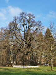 Obraz premium Three-hundred-year-old petiolated oak (Latin: Quércus róbur) without leaves, surrounded by a small white fence against a background of blue sky with clouds