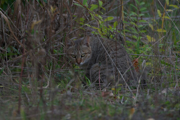 叢からこちらを伺う猫