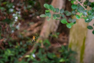 A Golden Silk Spider waiting for pres, Everglades NP