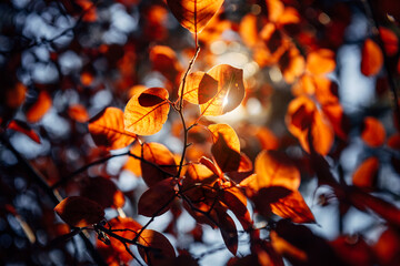 Fancy pattern of red foliage in sunlight against the sky, close-up. Abstract autumn background, soft blurred focus.