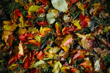 Carpet of colorful autumn leaves in sunlight, close up. Beautiful natural fall background, space for text.