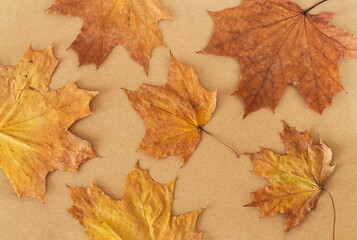 Pattern of dry orange autumn maple leaves on craft paper background