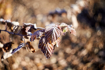 Brown raspberry leaves covered by frost