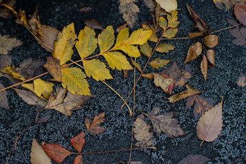 Fallen autumn leaves on the concrete ground. Background with colorful foliage (ash, beech, hawthorn, etc).