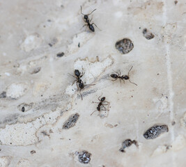 black ants on a light background