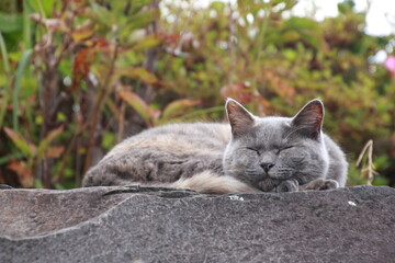 石の上で丸くなって眠る野良猫