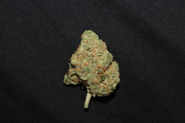 Closeup of a Sativa cannabis bud against black baground. Indica sativa weed marijuana ganja 