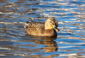 The duck swims in the pond.