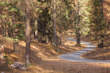 A secondary road long the woods at fall