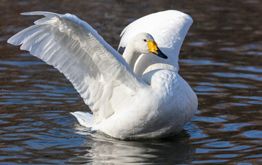 White swan flaps its wings in the lake.