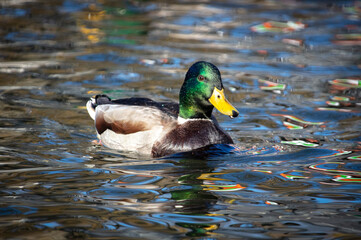 The duck swims in the pond.