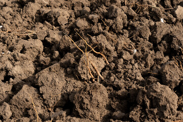 Brown Plowed soil for sowing