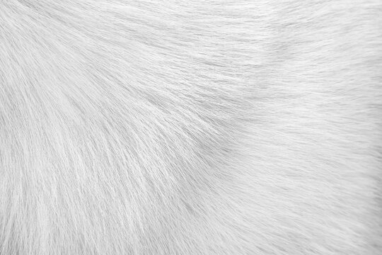 Dog fur white texture with short patterns smooth background