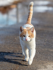 Obraz premium The cat walks along the road after the rain.
