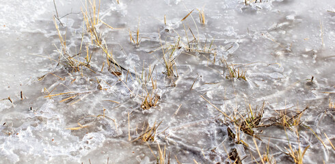 Grass frozen in ice as background.