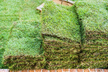 Grass for garden decoration
