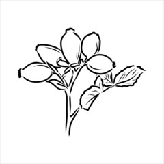 Rosa Hugonis ink sketch. Dog-rose. Isolated. Hand drawn outline style.