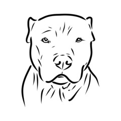 Sketch of Dog Pit bull terrier. Vector Illustration